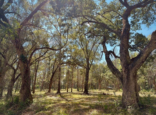 10 Nelson Rd, Poplarville, MS 39470