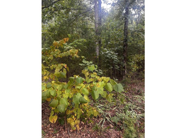 1223 Mill Creek Road, Higden, AR 72067