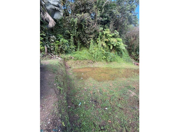 Cedro Abajo, Naranjito, PR 00719