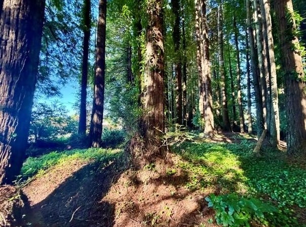 Moore Avenue, Eureka, CA 95501