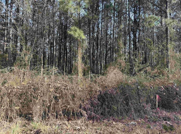 Polk Road 13, Wickes, AR 71973
