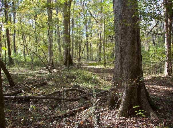 1761 CR-126 Rd, Walnut, MS 38683