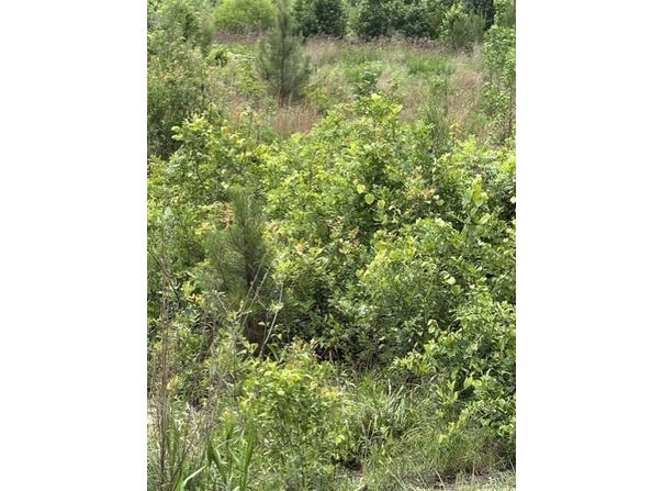 Texas Lane, Elko, SC 29826