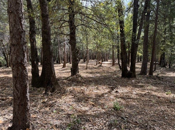 0 Platt Mountain Road, Forest Ranch, CA 95942