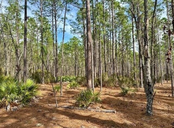 NW County Road 236, Bell, FL 32619