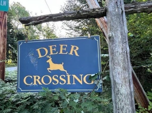 Doe Path lot: 12, Rangeley, ME 04970