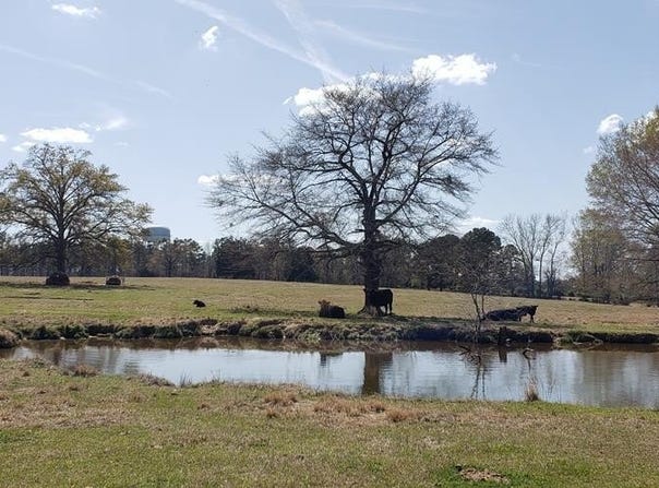 716 Augusta Road, Edgefield, SC 29824