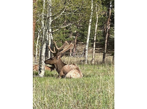 1565 Highway 66, Estes Park, CO 80517