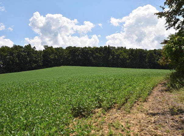Beechy Creek Road, Wallingford, KY 41093