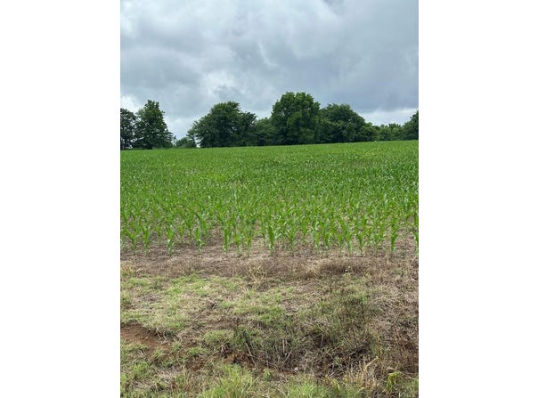 CANNON STORE RD, MCKENZIE, TN 38201