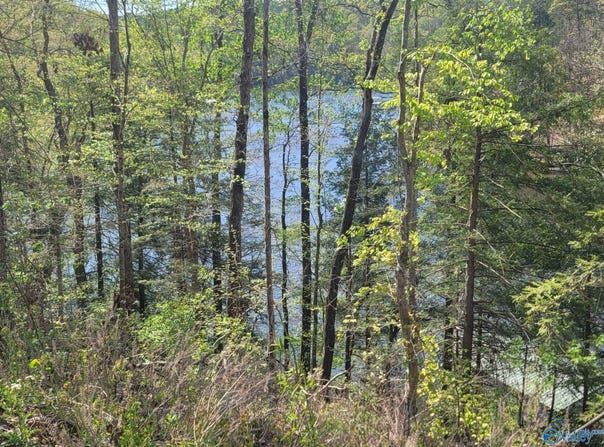 458 County Road 4036, Arley, AL 35541