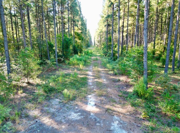 Kitchings Road, Williston, SC 29853