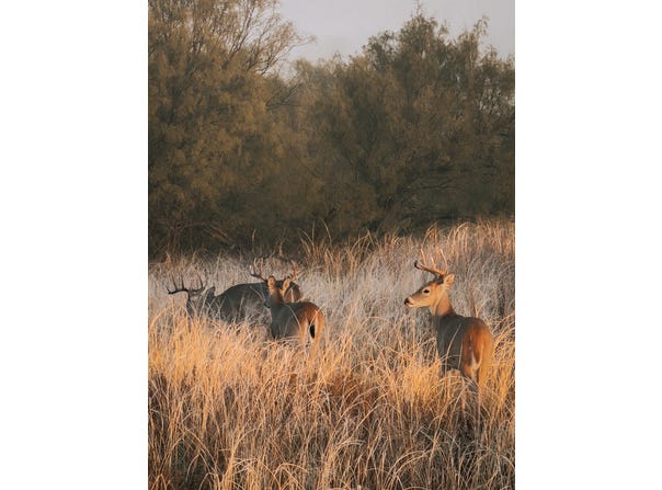 County Road 117, Paducah, TX 79248