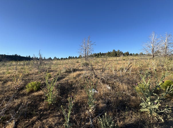 Curry Street, Sprague River, OR 97639