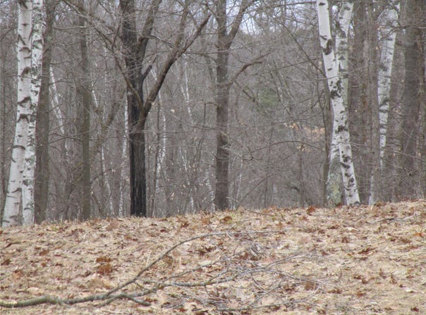 Camp Road, Weyerhaeuser, WI 54895