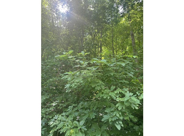 9999 May Fork Road, Manchester, KY 40962