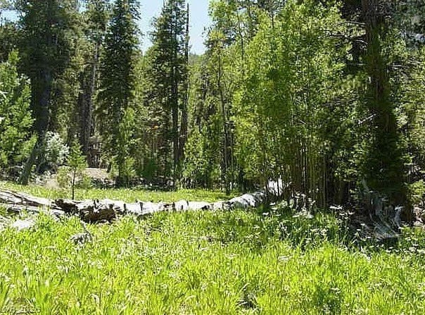 Deer Creek, Mount Charleston, NV 89124