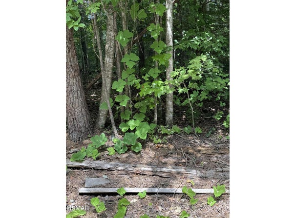 .B Ogle Lane, Sevierville, TN 37876