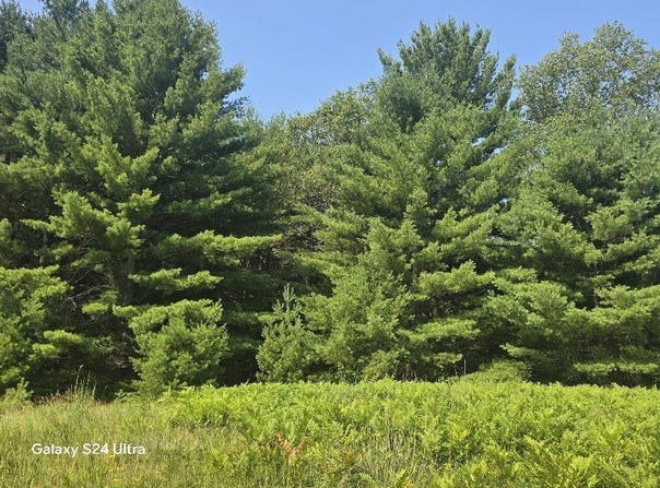 10652 W River Road, Irons, MI 49644