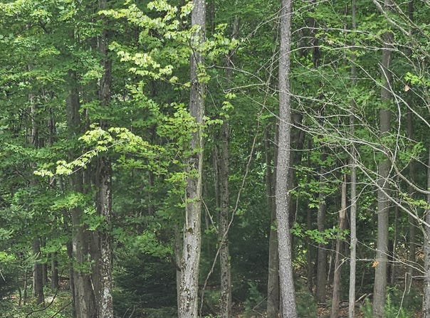 Ash Dr 406, Pocono Summit, PA 18346