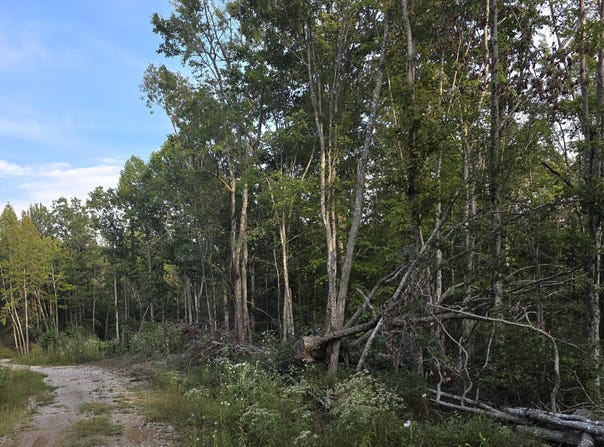 Mill Creek Rd lot: #10, Sunbright, TN 37872