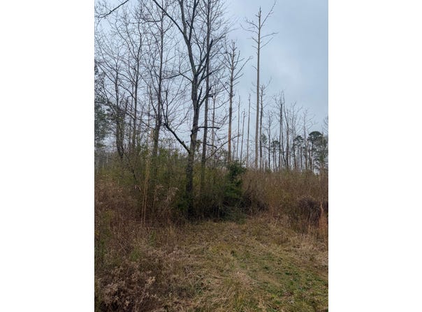 Jack Road, Braxton, MS 39044