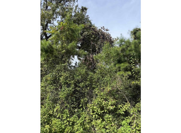 Rochelsie Road, Crawfordville, FL 32327