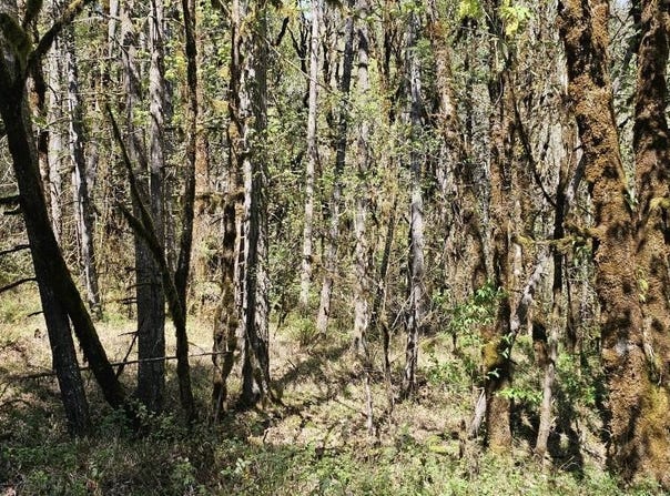 Iris Cir lot: 7, Philomath, OR 97370