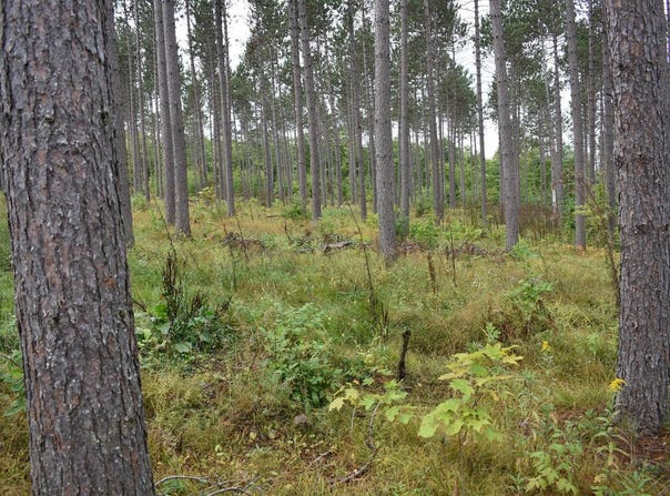 Old Beechwood Road, Iron River, MI 49935