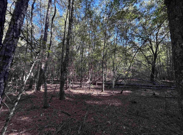 Hackberry lot: 16, Village Mills, TX 77663