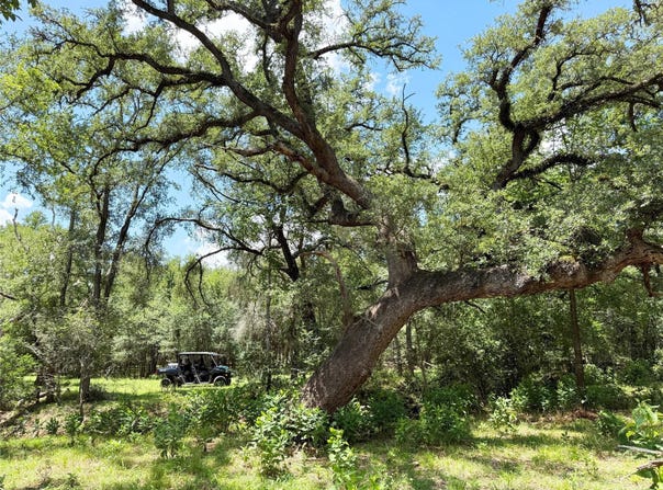 FM 2239, Paige, TX 78659