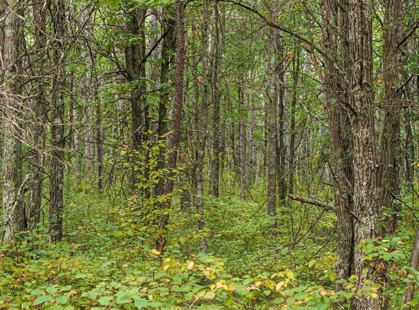 Sandbar Lane lot: C, Merrifield, MN 56465