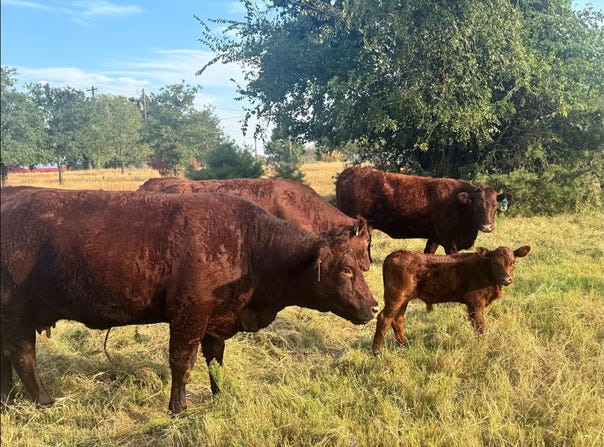 1870 Ross Lane, Springtown, TX 76082