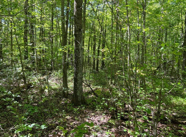 Maple Tree Lane, Pine City, MN 55063