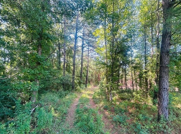18.3 Acres - Turkey Ln, Kingstree, SC 29556