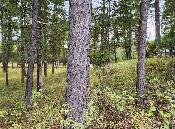 3100 Kootenai River Road, Libby, MT 59923