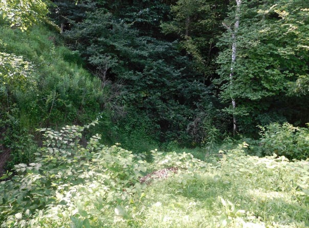 Independence Road, Newburg, WV 26410
