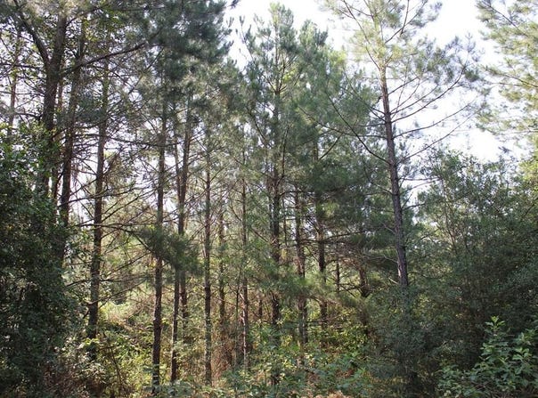 PID 36982 Ben Dunn Road, Lufkin, TX 75901