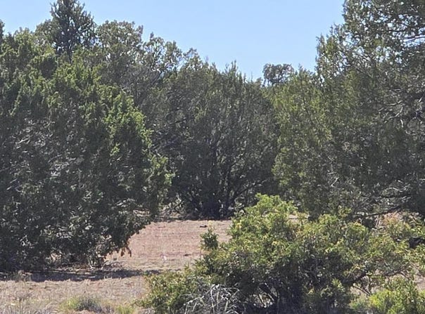 8012 Daisy Drive, Williams, AZ 86046