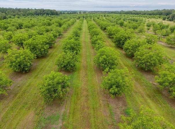 9953 Gravel Hill, Baconton, GA 31716