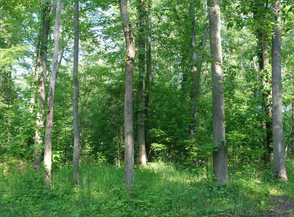 Willis Road, Ypsilanti, MI 48197