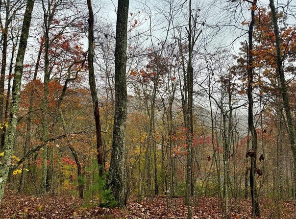 Poplar Ridge Ln, Franklin, NC 28734