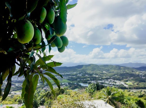 Jaguas, Gurabo, PR 00768