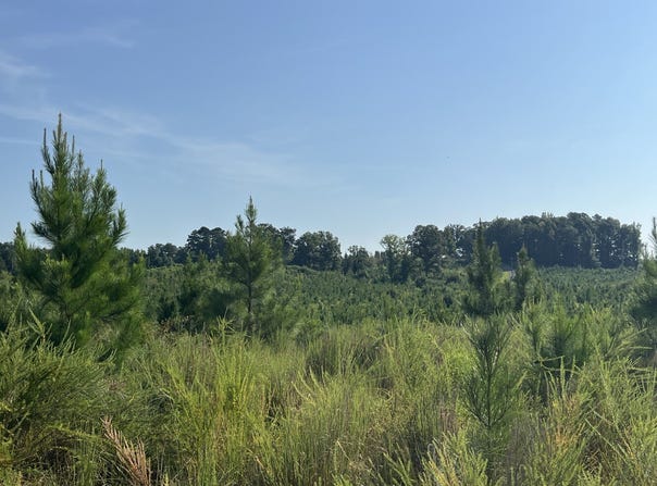 Hwy 17, Reform, AL 35481