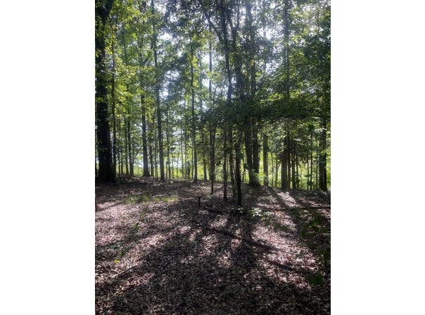 County Rd 28 lot: 7, Georgetown, GA 39854