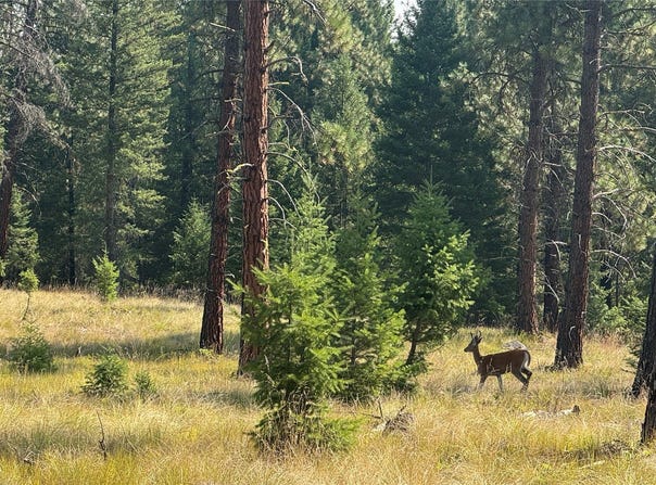 NHN Hwy 37, Libby, MT 59923