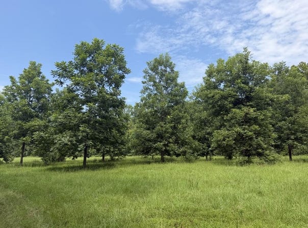 County Road 102, OXFORD, MS 38655