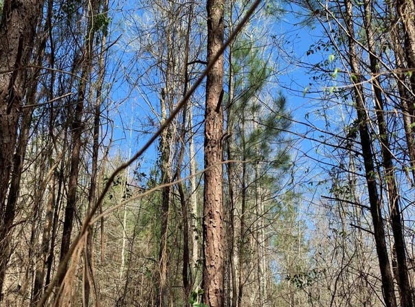 Hwy 124, Grayson, LA 71435