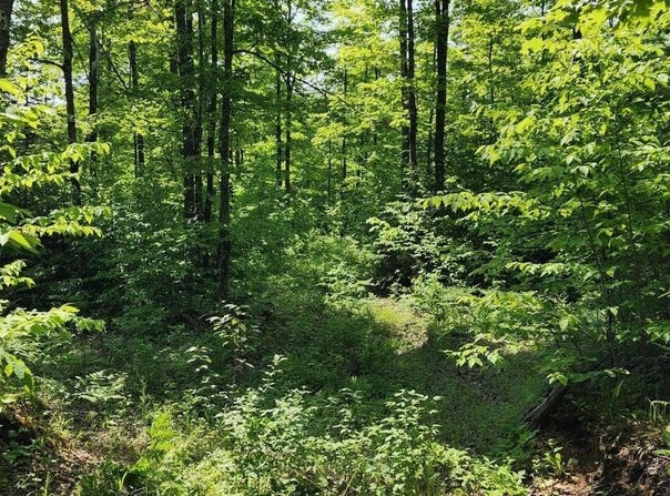 320 TROPHY LN, HESSEL, MI 49745