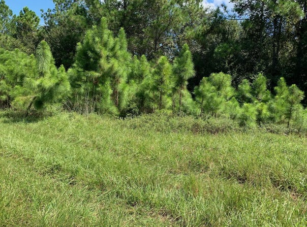 Old Grade Road, FL 33868